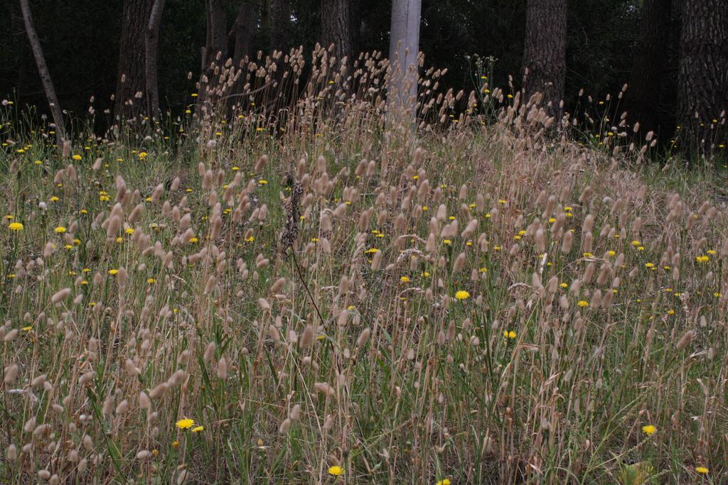 Cabanas Hurra Pampa Mar de Las Pampas Cameră foto